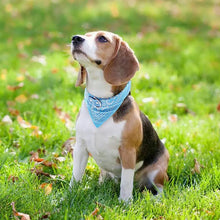 Coleira com Bandana Estilosa para Pets | Ajustável e Confortável