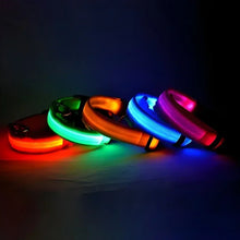 Coleira LED para Pets | Mais Segurança em Passeios Noturnos