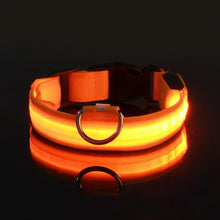 Coleira LED para Pets | Mais Segurança em Passeios Noturnos