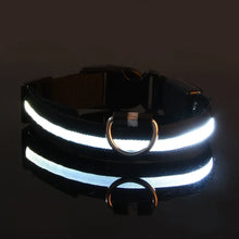Coleira LED para Pets | Mais Segurança em Passeios Noturnos