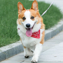 Coleira com Bandana Ajustável para Pets | Estilo e Conforto no Dia a Dia