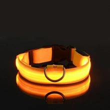 Coleira LED para Pets | Mais Segurança em Passeios Noturnos