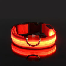 Coleira LED para Pets | Mais Segurança em Passeios Noturnos