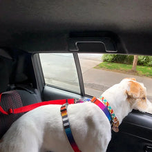 Cinto de Segurança para Cachorros | Evite Acidentes no Carro