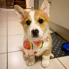 Bandana para Pets | Lenço Leve e Confortável para Uso Diário