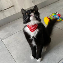 Coleira com Bandana para Pets | Ajustável, Estilosa e Confortável