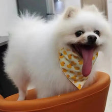 Bandana para Pets | Lenço Leve e Confortável para Uso Diário