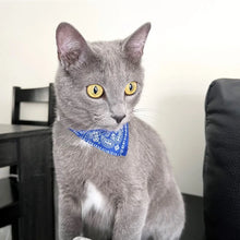 Coleira com Bandana para Pets | Ajustável, Estilosa e Confortável