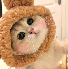 Chapéu Fofo para Pets | Fantasias Criativas para Fotos e Vídeos
